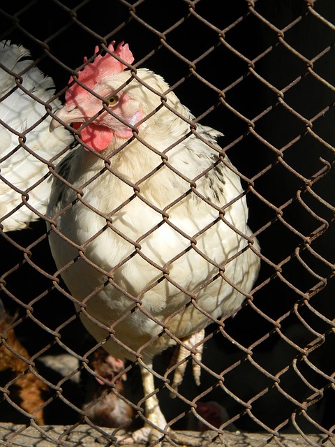 队友菲利普 队友菲利普